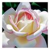 Image 1 : Single Cherry Parfait Rose by Davis, Brian