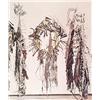 Image 1 : Nancy Graves Monographs
