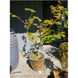 Tree in container A