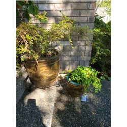 Two outdoor plants A