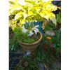 Image 1 : Two potted plants A