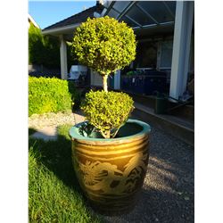 Tree in container A
