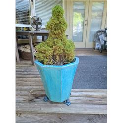 Tree in container A