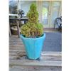 Image 1 : Tree in container A