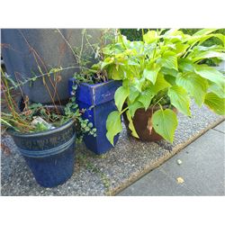 Three potted plants