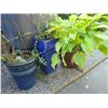 Image 1 : Three potted plants