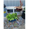 Image 1 : Two potted plants A