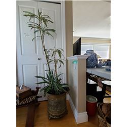 Potted plant in container