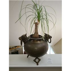 Potted Plant in Ornate Metal Container