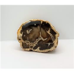 3)  PETRIFIED WOOD SLICE SPECIMEN