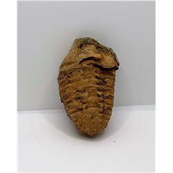 2)  TRIBOLITE FOSSIL SPECIMEN