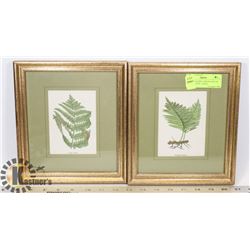 PAIR OF FRAMED 1899 BOTANICAL LITHOGRAPHS - FERNS