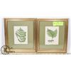 Image 1 : PAIR OF FRAMED 1899 BOTANICAL LITHOGRAPHS - FERNS