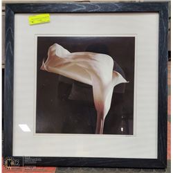 BLACK/WHITE FLOWER PICTURE