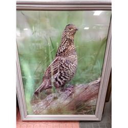 18 X 24 FRAMED PHEASANT PICTURE
