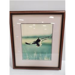 MALLARD IN FLIGHT PRINT 17 X 19