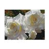 Image 1 : White Radiant Roses by Davis, Brian