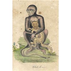 18thc Hand-colored George Edwards Engraving, Black Monkey No. 9