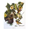 Image 1 : c1950 Audubon Print, Baltimore Oriole