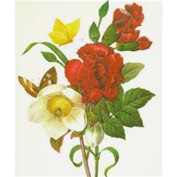 After Pierre-Jospeh RedoutÃ©, Floral Print, #35 EllÃ©bore  ( Clove, Carnation, Christmase Rose )
