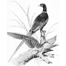 1950 Menaboni Print, Ring-necked Pheasant (Black/White)