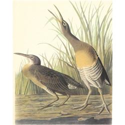 c1950 Audubon Print, Clapper Rail