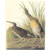 Image 1 : c1950 Audubon Print, Clapper Rail