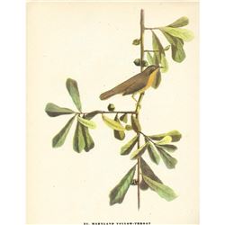 c1946 Audubon Print, #24 Maryland Yellow-Throat