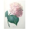 Image 1 : After Pierre-Jospeh RedoutÃ©, Floral Print, #56 Hortensia ( Hydrangea )