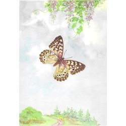 1920's Gray Emperor Butterfly Color Lithograph Print