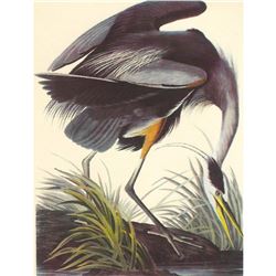c1950 Audubon Print, Great Blue Heron