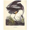 Image 2 : c1950 Audubon Print, Great Blue Heron