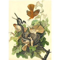 c1946 Audubon Print, #116 Brown Thrasher