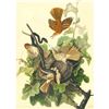 Image 1 : c1946 Audubon Print, #116 Brown Thrasher