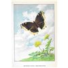 Image 2 : Mourning Cloak Butterfly Color Lithograph Print