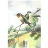 Image 1 : 1920's Humming-Bird Color Lithograph Print