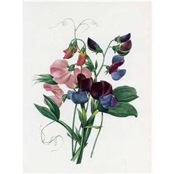 After Pierre-Jospeh RedoutÃ©, Floral Print, #70 Lois de senteur ( Sweetpea )