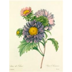 After Pierre-Jospeh RedoutÃ©, Floral Print, #9 Aster de Chine ( Aster )