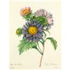 Image 1 : After Pierre-Jospeh RedoutÃ©, Floral Print, #9 Aster de Chine ( Aster )