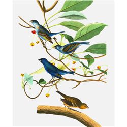 c1946 Audubon Print, #74 Indigo Bunting