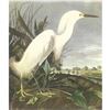 Image 1 : c1950 Audubon Print, Snowy Egret