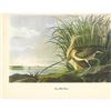 c1950 Audubon Print, Long-Billed Curlow