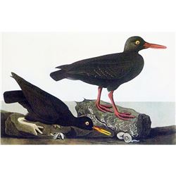 c1946 Audubon Print, #427 Oyster Catchers