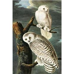 c1946 Audubon Print, #121 Snowy Owl