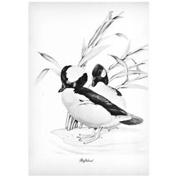 1950 Menaboni Print, Bufflehead ( Black/White )