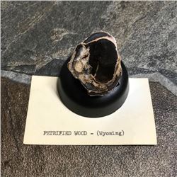 Prehistoric Petrified Wood Chunk, Wyoming Specimen