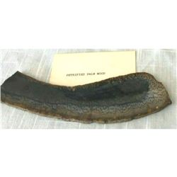 Slice of Prehistoric Petrified Palm Wood, 34 Million Years Old, Display Specimen