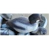 Image 2 : 29 WATER DECOYS - DUCKS GOLDEN EYE
