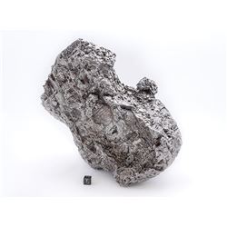 Muonionalusta Iron Meteorite