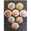 Image 1 : 8 Seashells